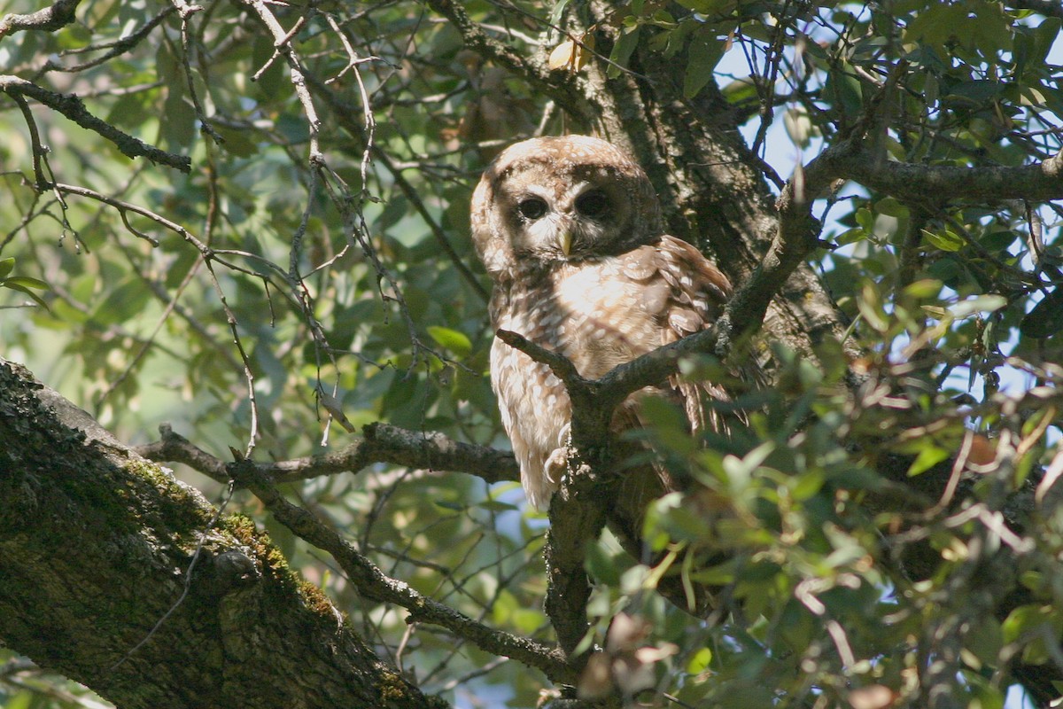 Chouette tachetée - ML644687804