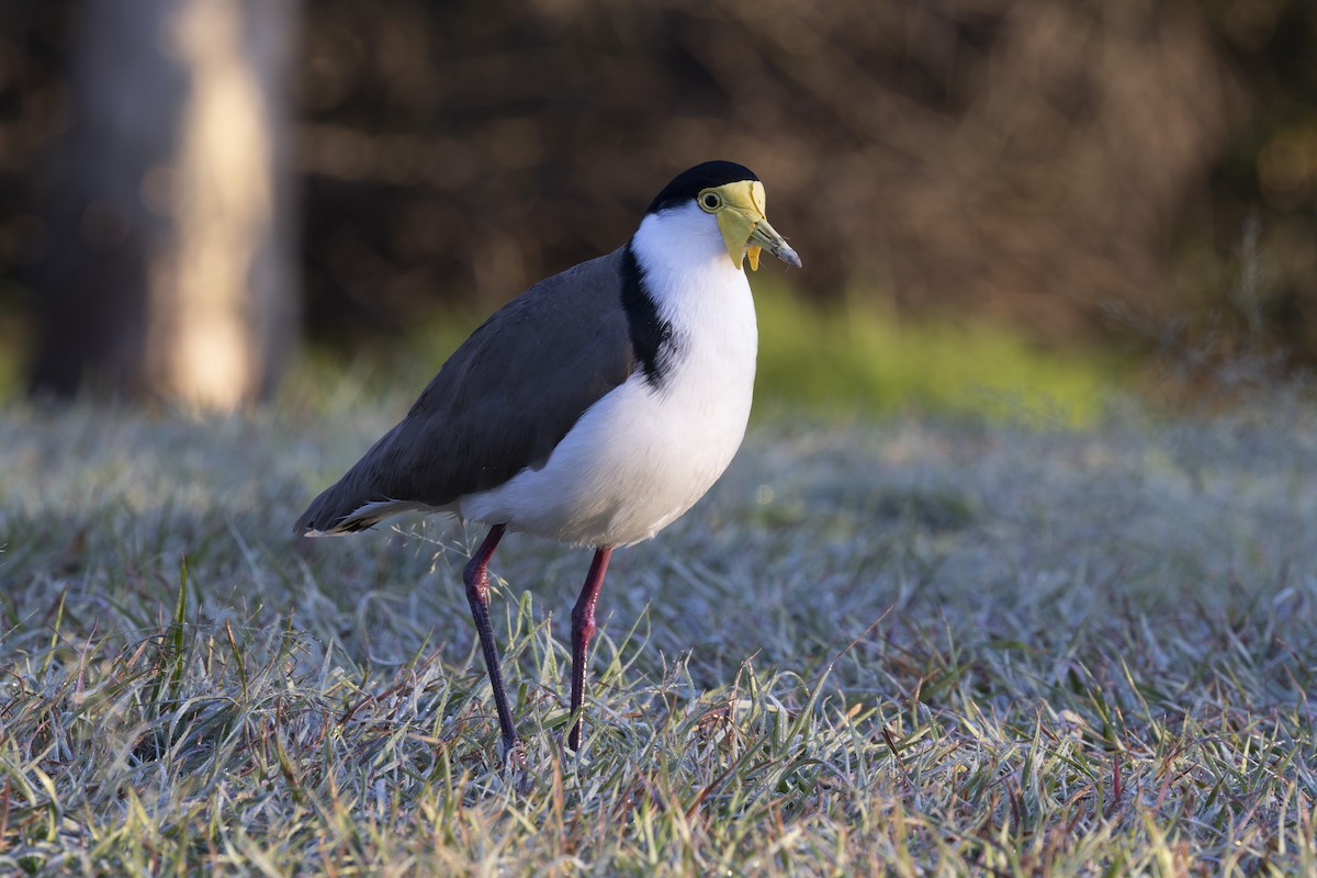 Hegabera maskaraduna - ML644687805