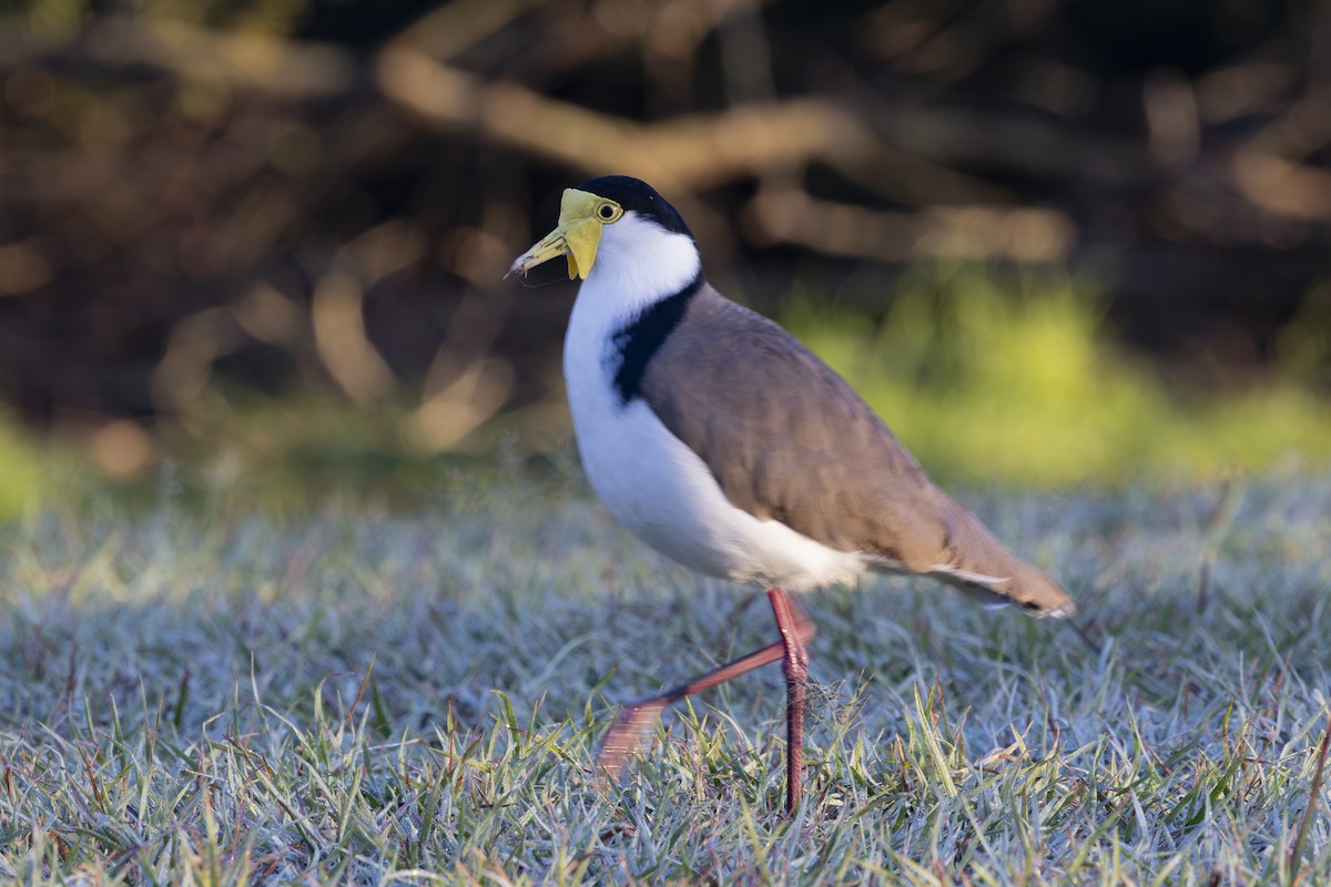 Hegabera maskaraduna - ML644687806