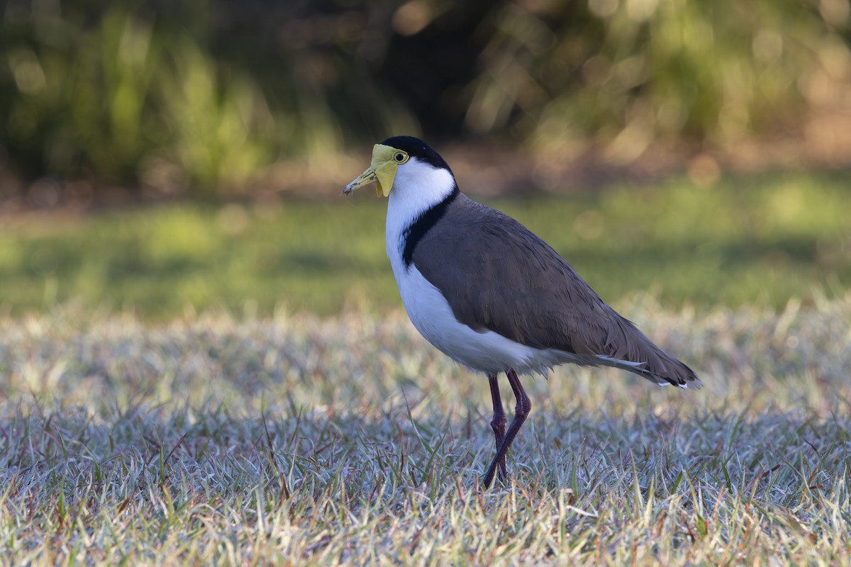 Hegabera maskaraduna - ML644687807