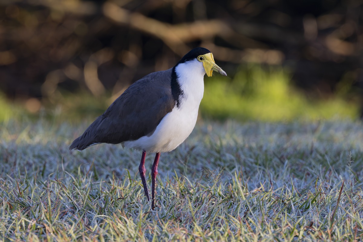 Hegabera maskaraduna - ML644687808