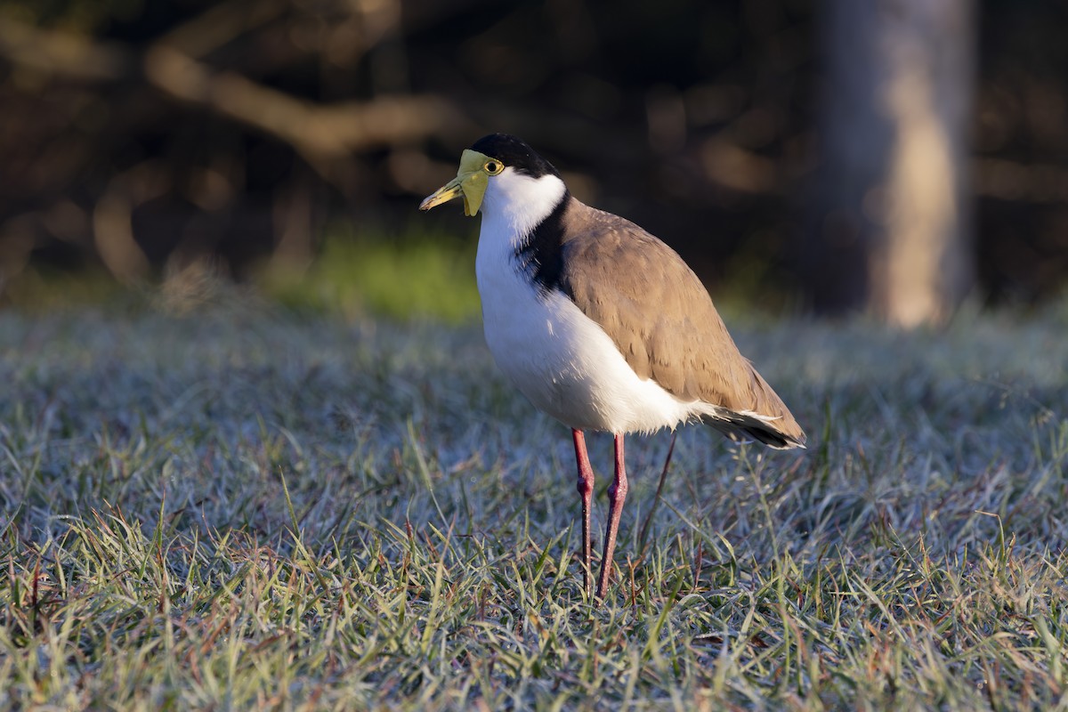 Hegabera maskaraduna - ML644687809