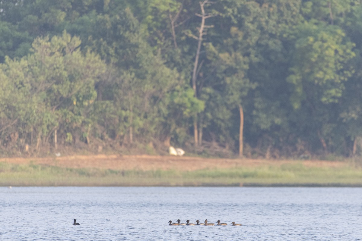 Tepeli Patka - ML644687810