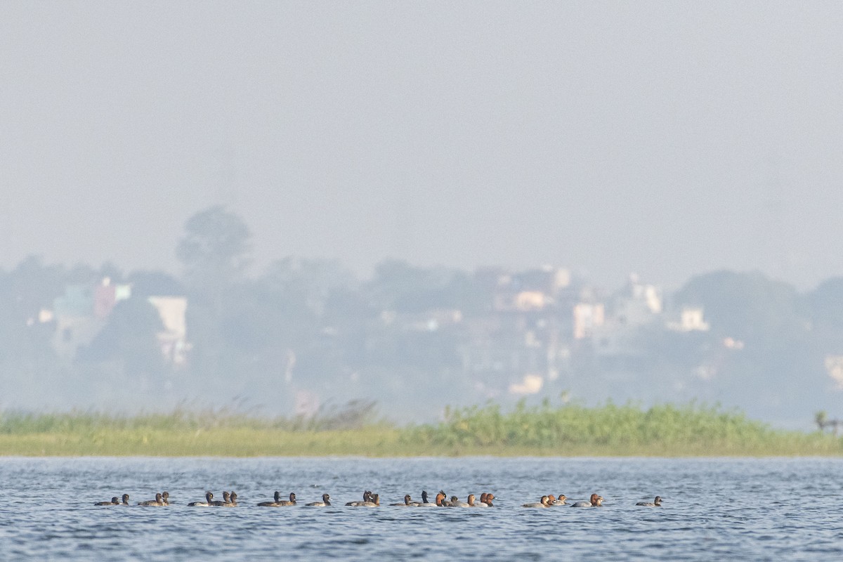 Tepeli Patka - ML644687811