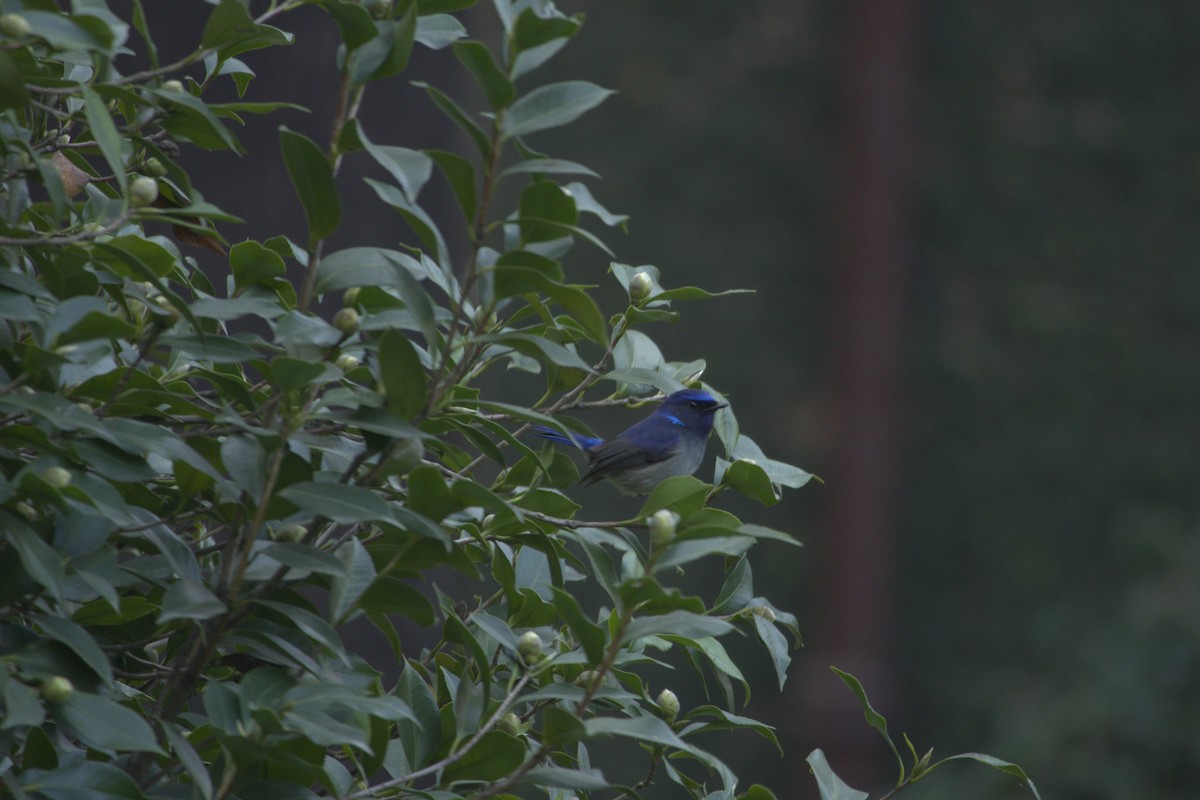 Mcgrigor Mavi Sinekkapanı - ML644687819