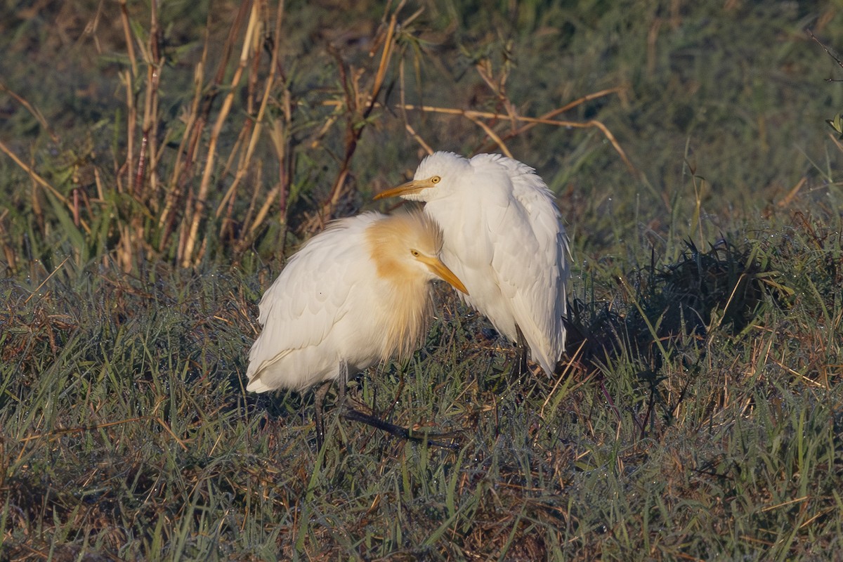 Doğulu Sığır Balıkçılı - ML644687820