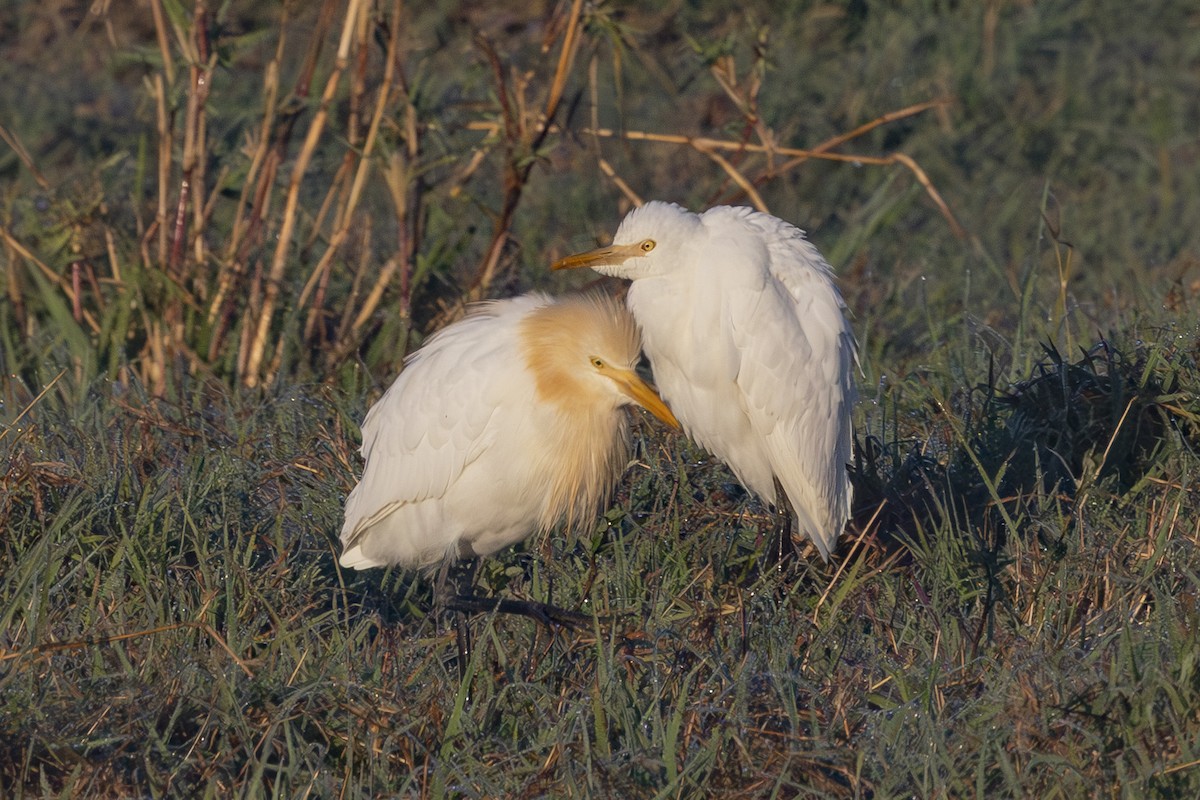 Doğulu Sığır Balıkçılı - ML644687821