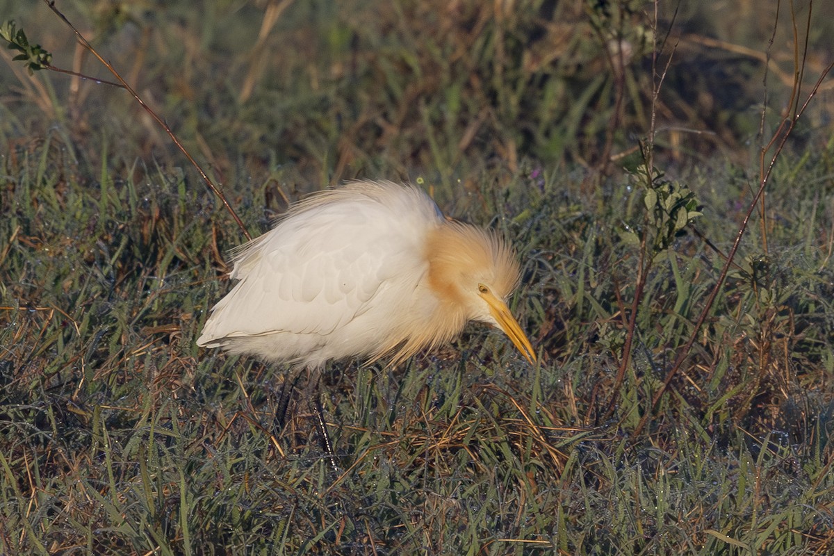 Doğulu Sığır Balıkçılı - ML644687822