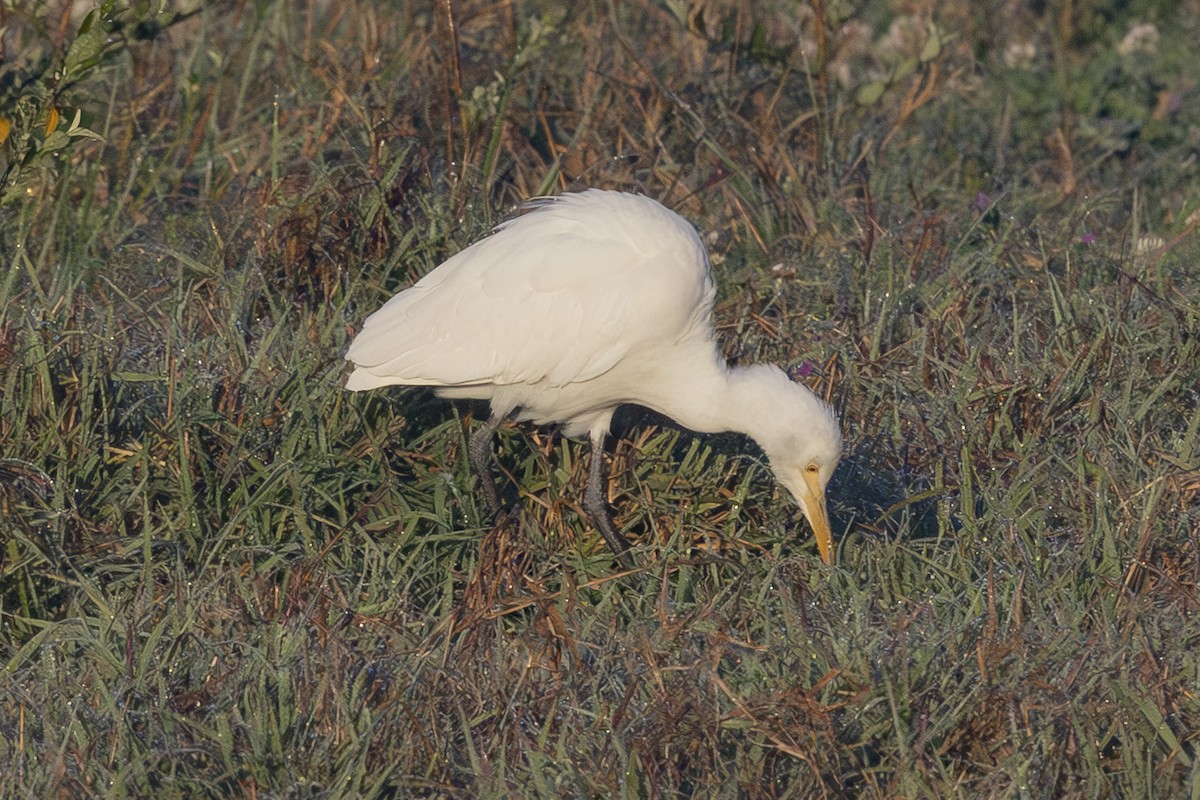 Doğulu Sığır Balıkçılı - ML644687823