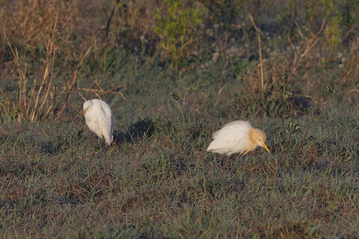 Doğulu Sığır Balıkçılı - ML644687824