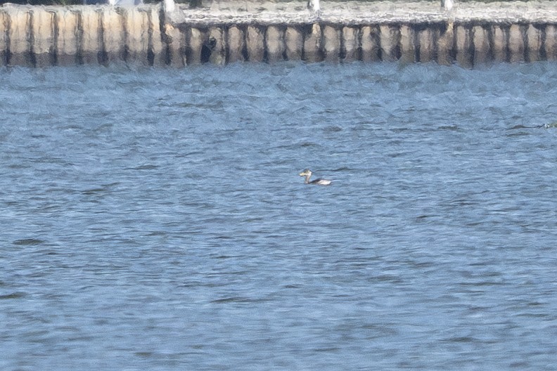 Kızıl Boyunlu Batağan - ML644687827