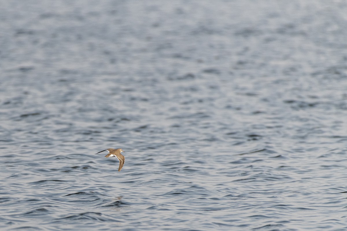 Dere Düdükçünü - ML644687828