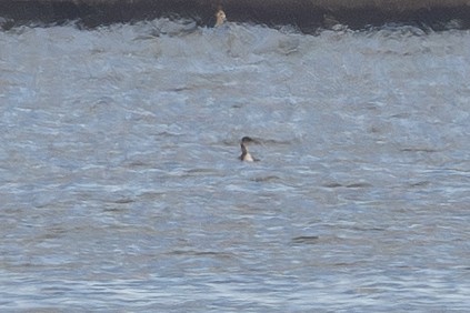 Kızıl Boyunlu Batağan - ML644687829