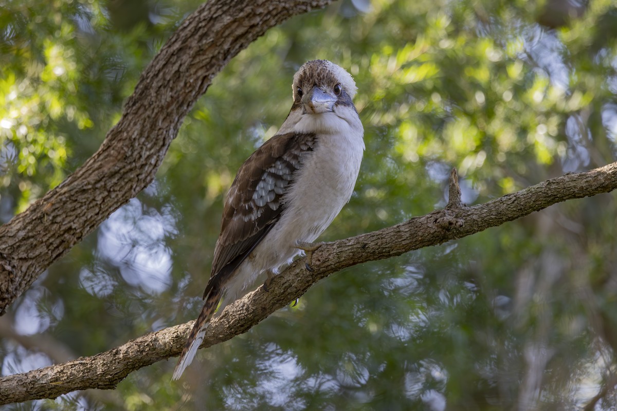 Kukabura - ML644687830