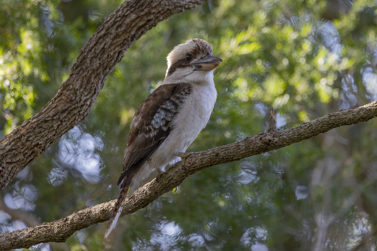 Kukabura - ML644687831