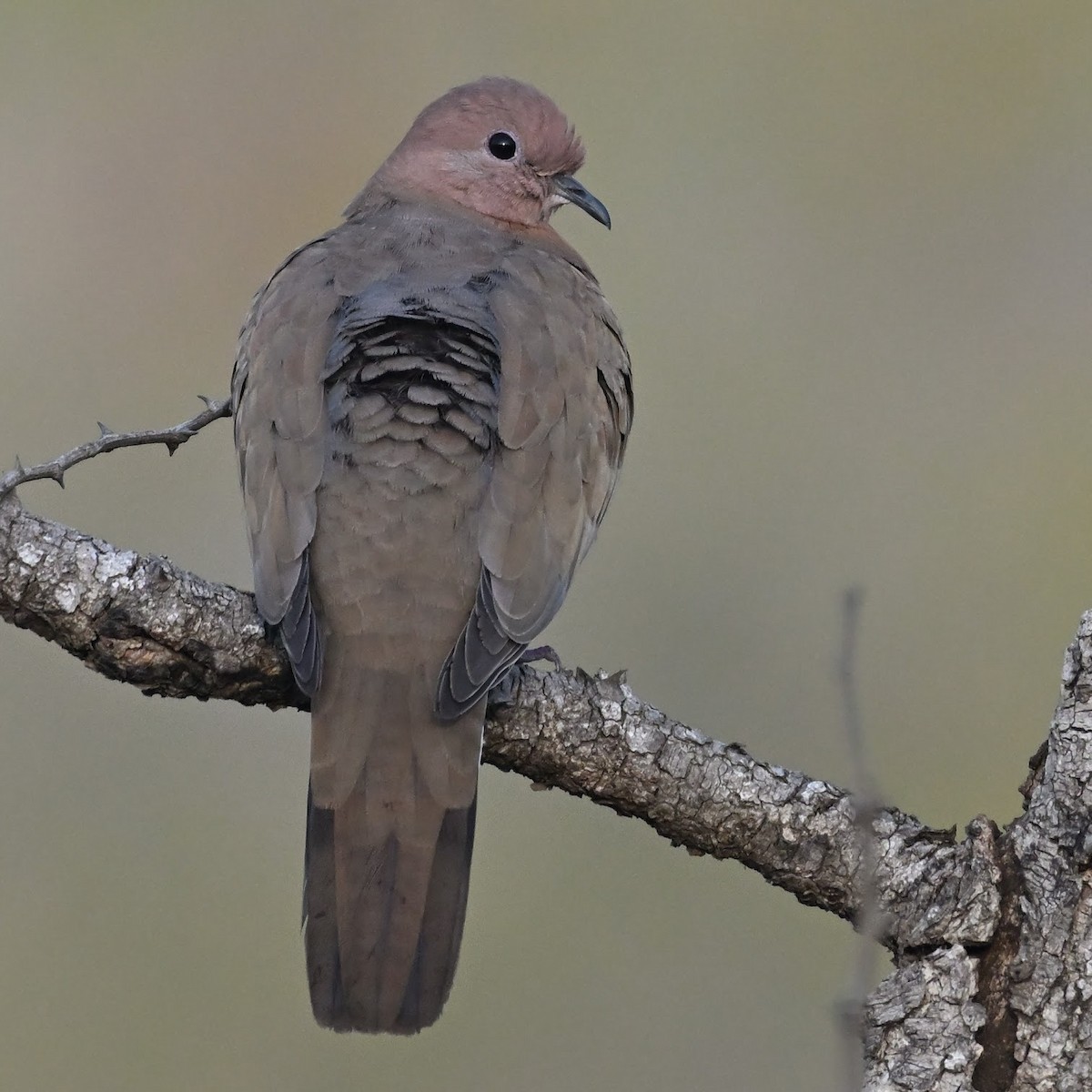 Küçük Kumru - ML644687832