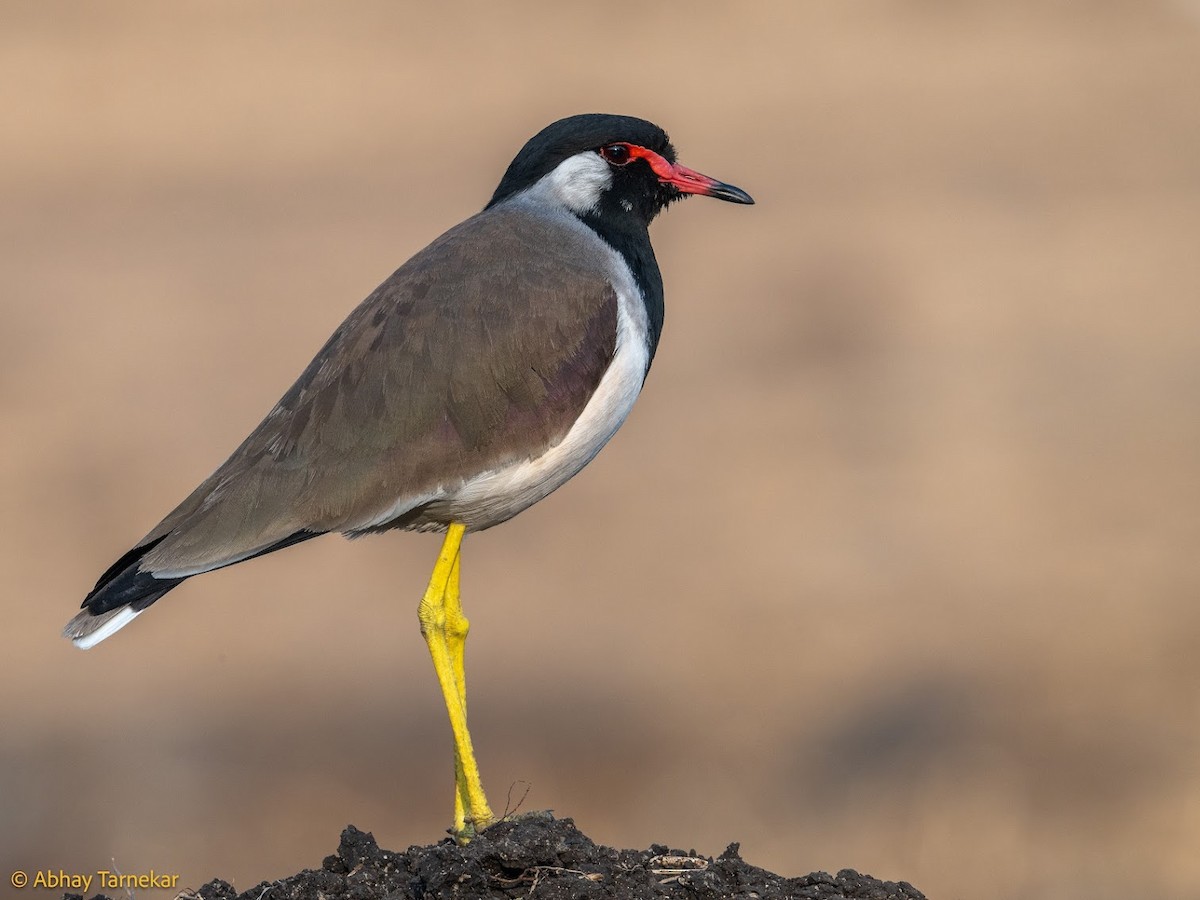 Büyük Kızkuşu - ML644687833