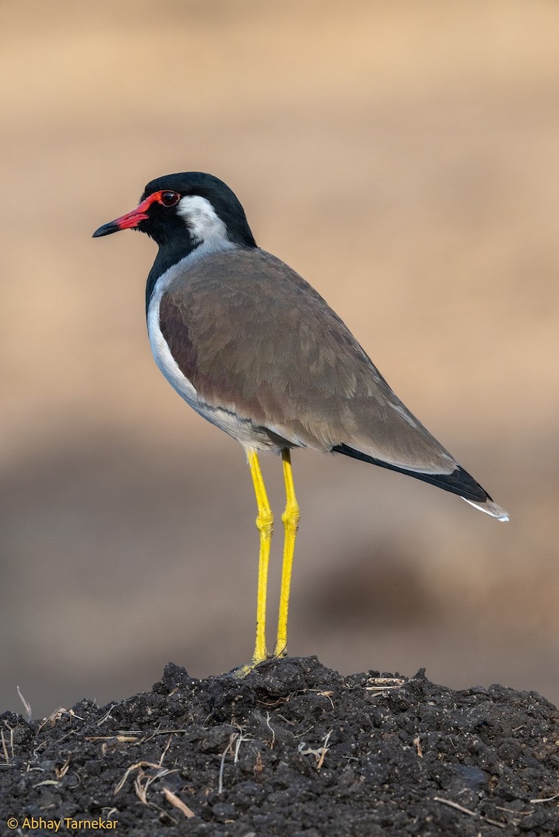 Büyük Kızkuşu - ML644687834