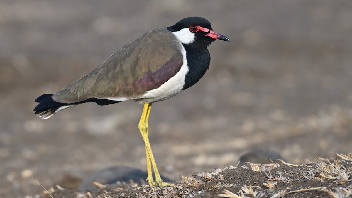 Büyük Kızkuşu - ML644687835