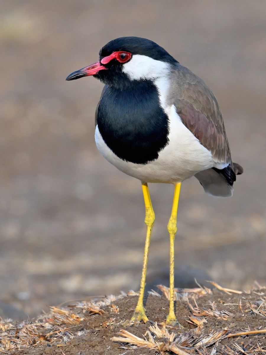 Büyük Kızkuşu - ML644687836