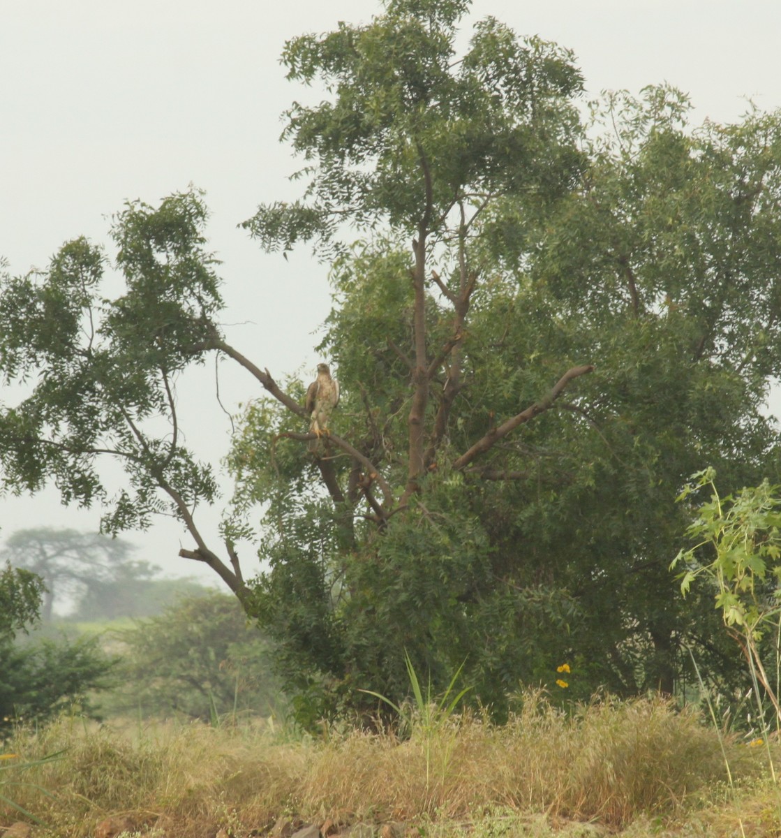 Tavşancıl - ML644687838