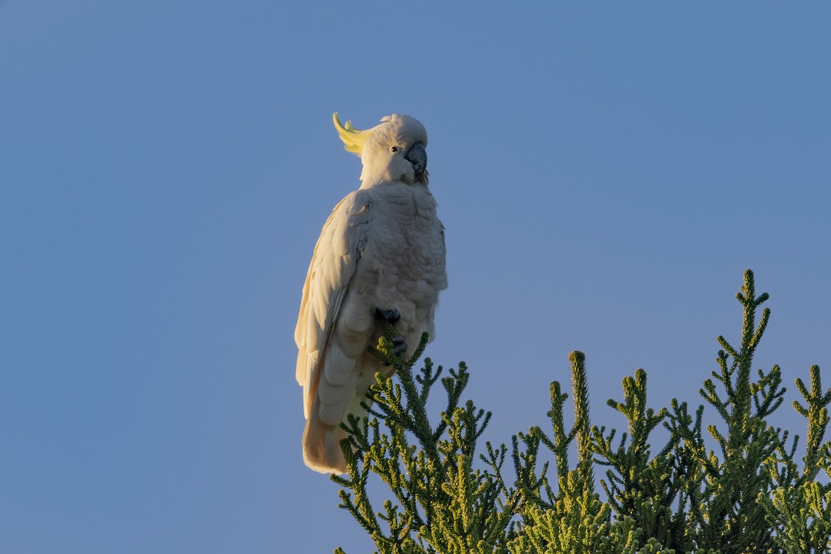 Büyük Sülfür Kakadusu - ML644687839