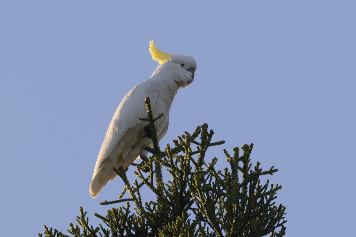 Büyük Sülfür Kakadusu - ML644687840