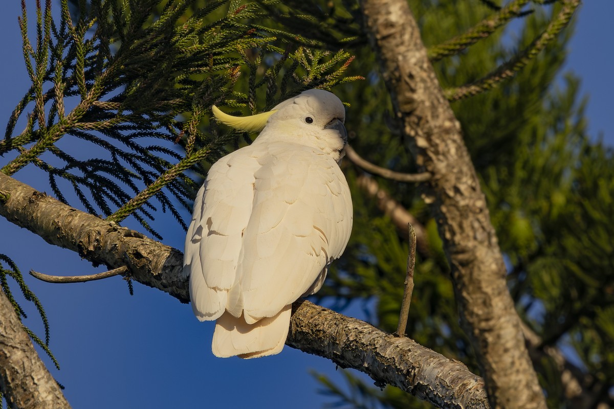 Büyük Sülfür Kakadusu - ML644687841