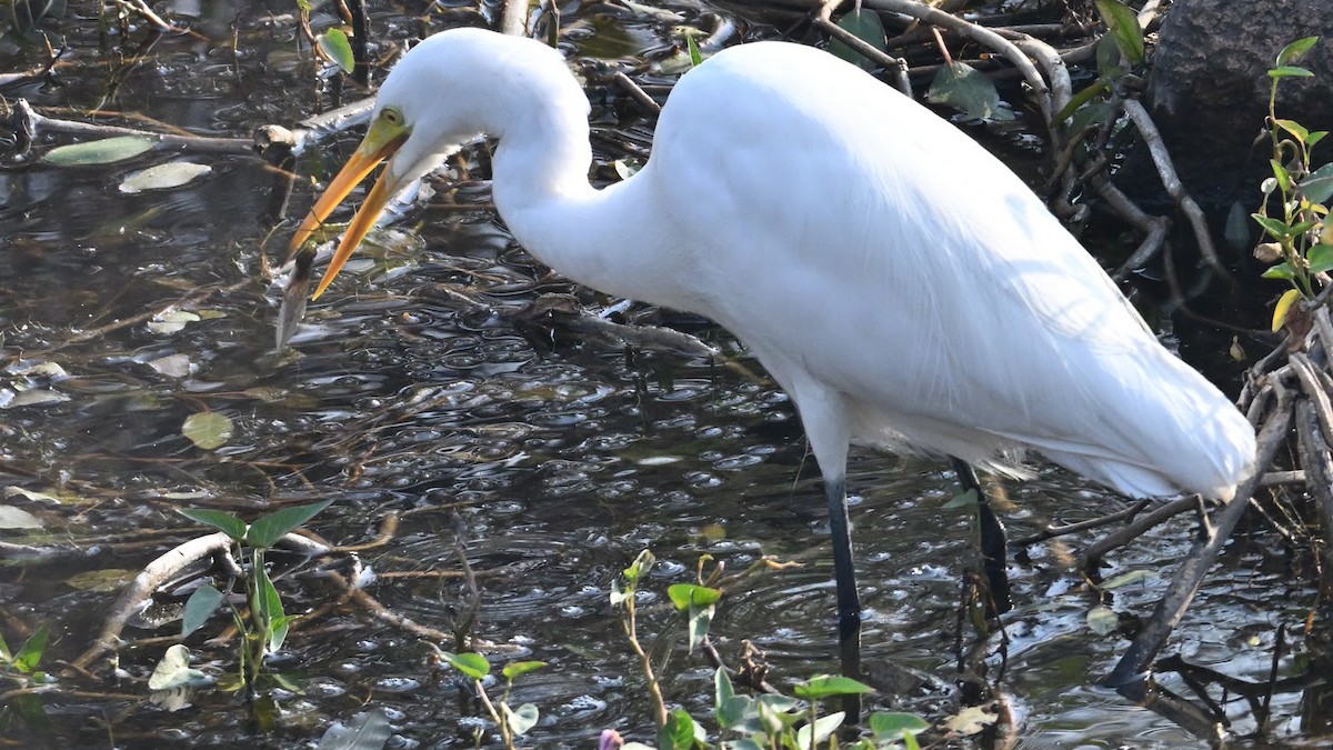 Büyük Ak Balıkçıl - ML644687842