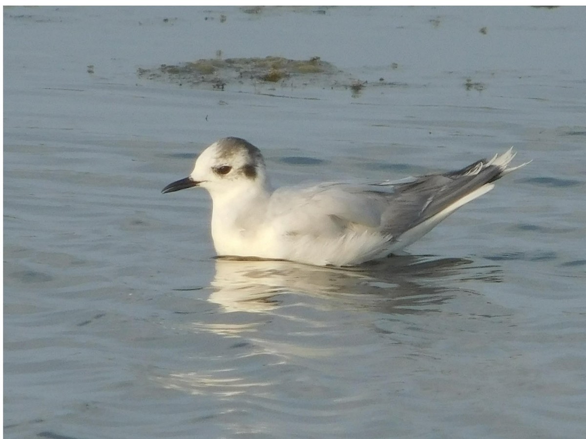 Küçük Martı - ML644687843