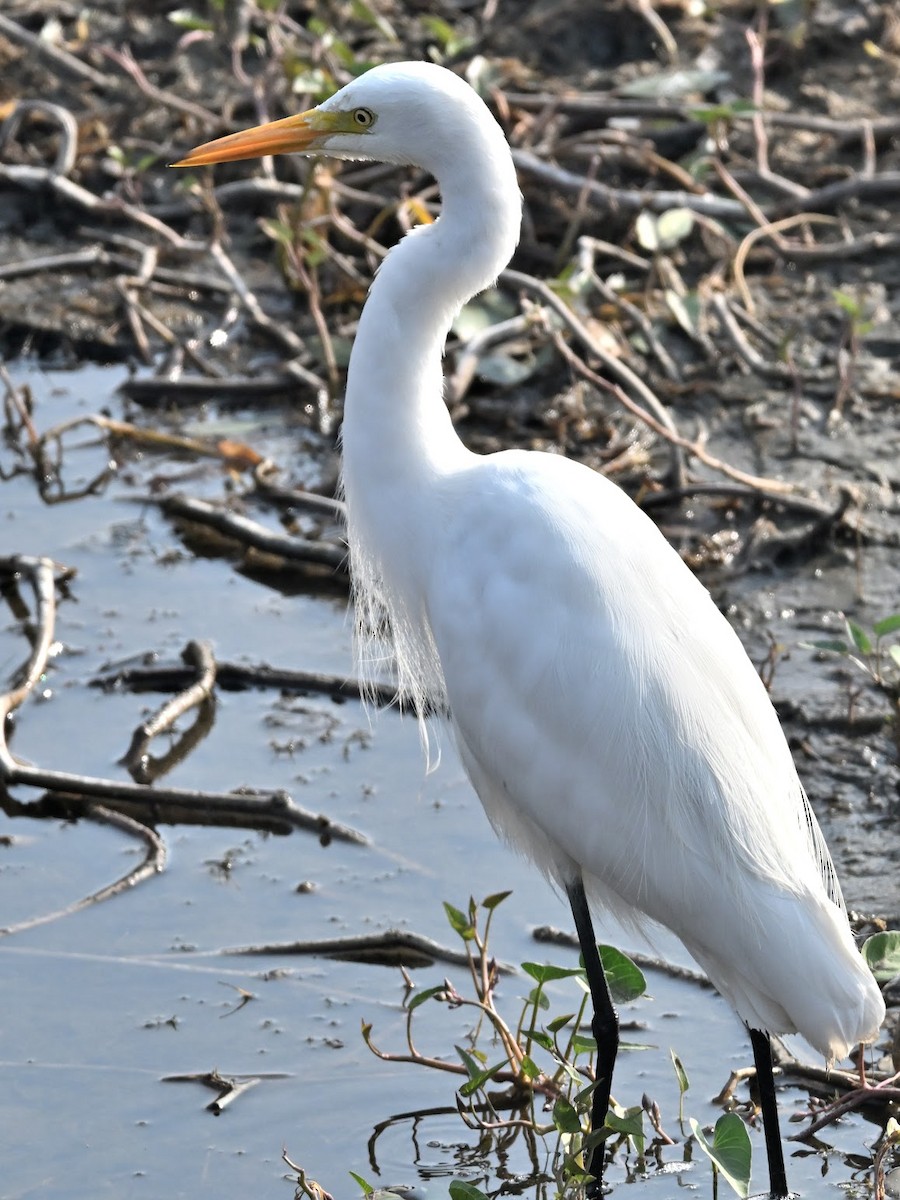 Büyük Ak Balıkçıl - ML644687844