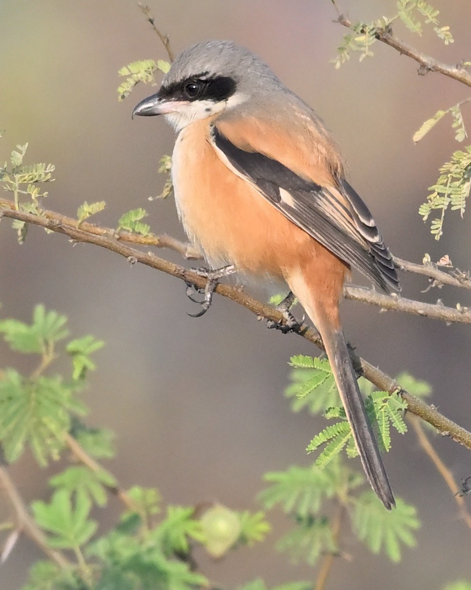 Uzun Kuyruklu Örümcekkuşu - ML644687845