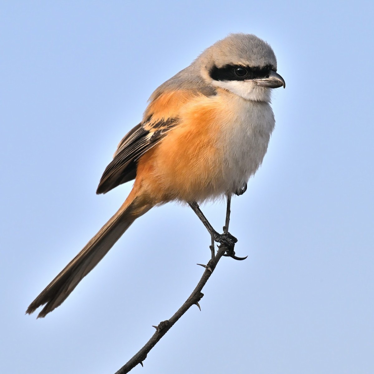 Uzun Kuyruklu Örümcekkuşu - ML644687846