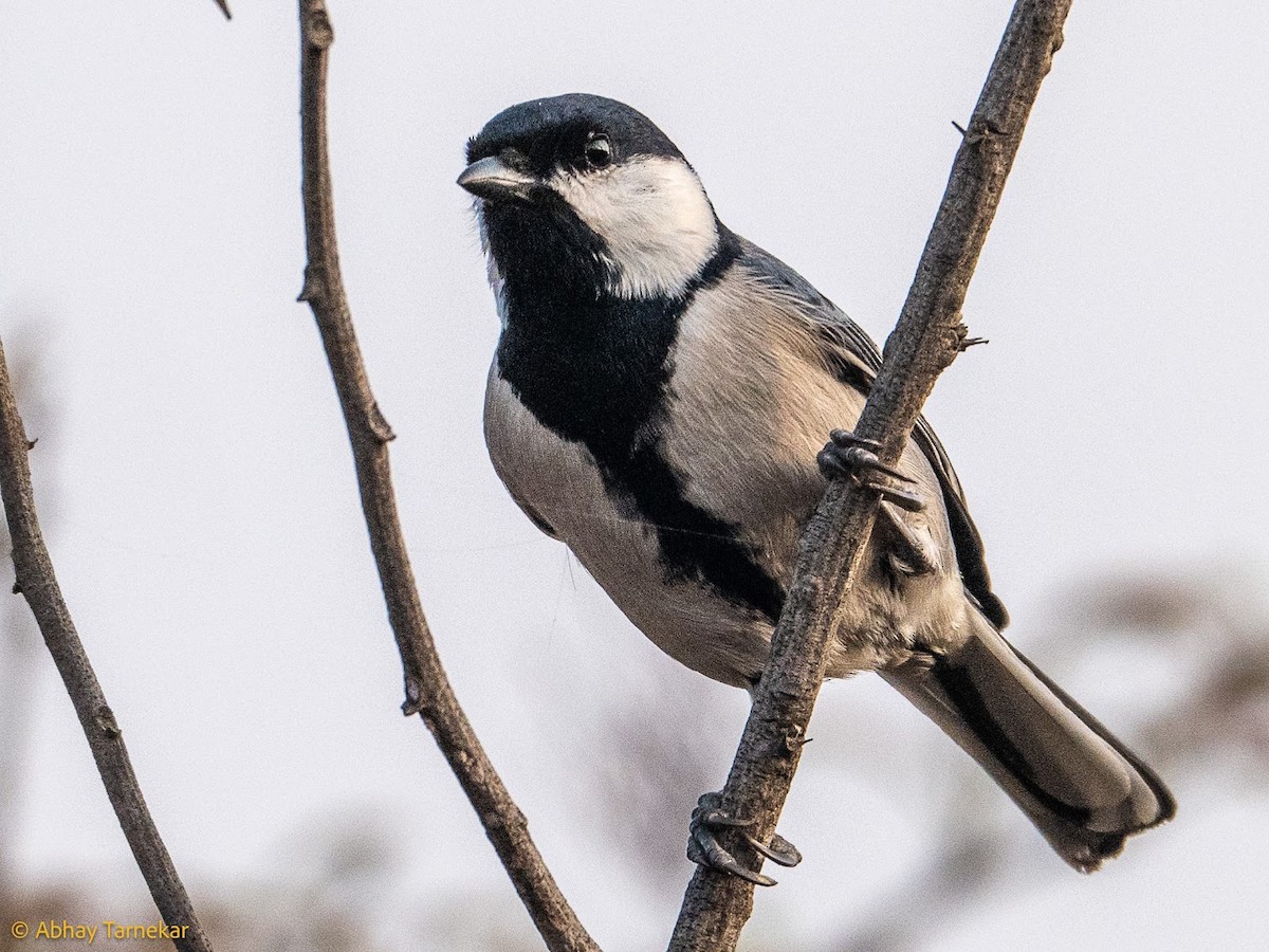 Akça Büyük Baştankara - ML644687847