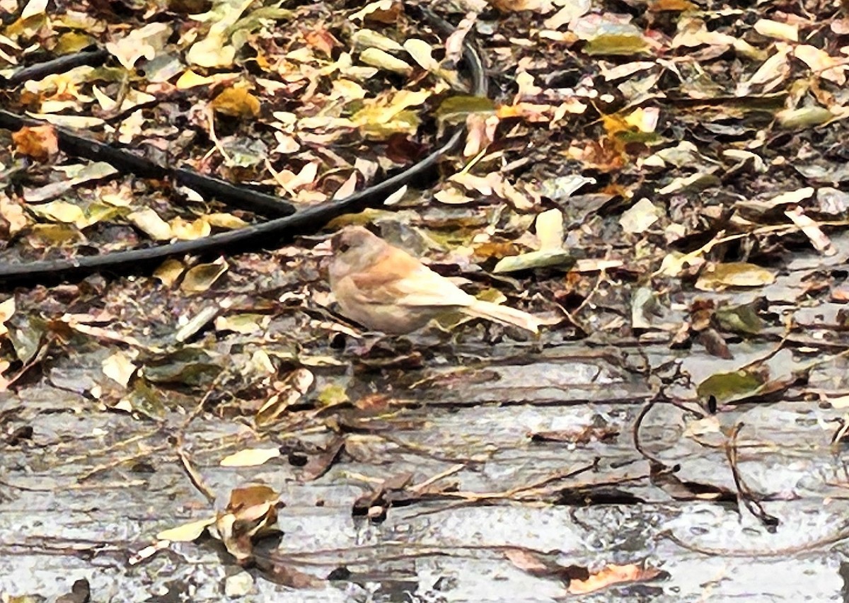 Kara Gözlü Junko - ML644687849