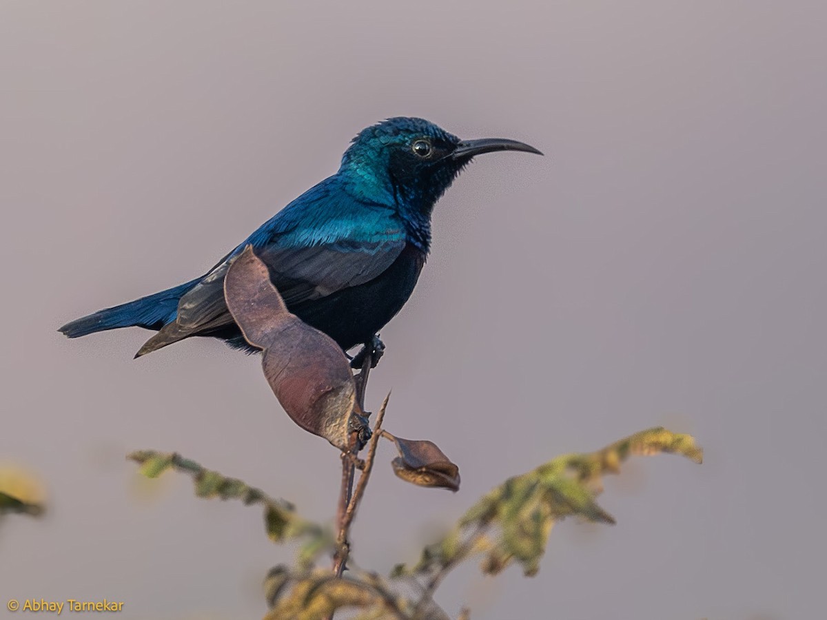 Mor Nektarkuşu - ML644687850