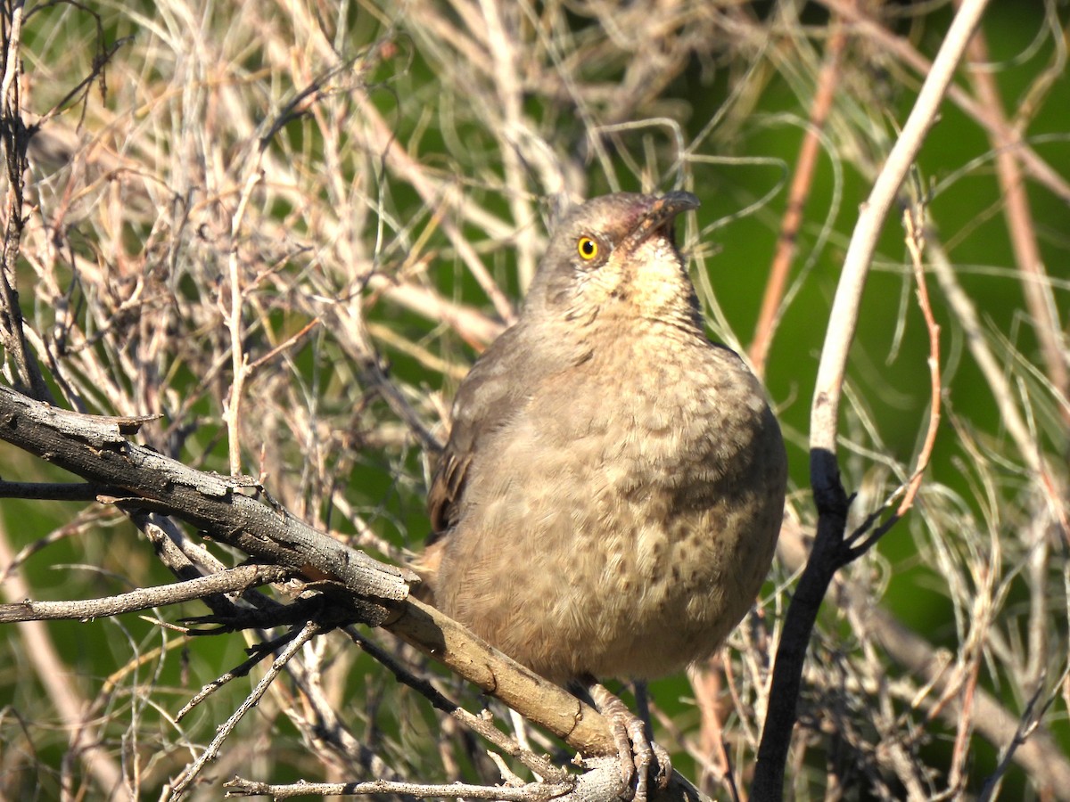 Curve-billed Thrasher - ML644687857