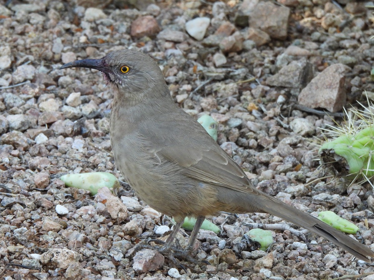 Curve-billed Thrasher - ML644687858