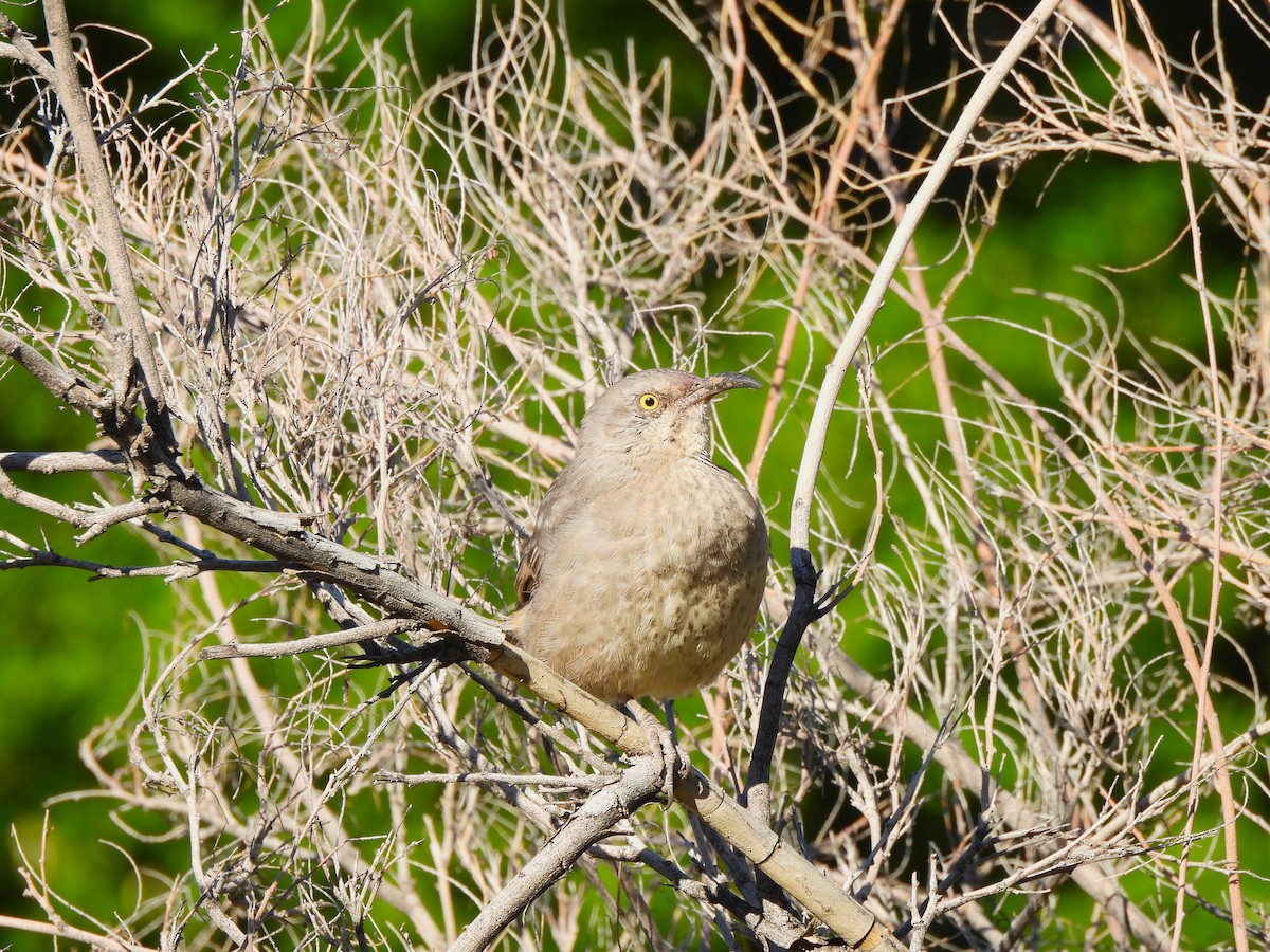 Curve-billed Thrasher - ML644687859