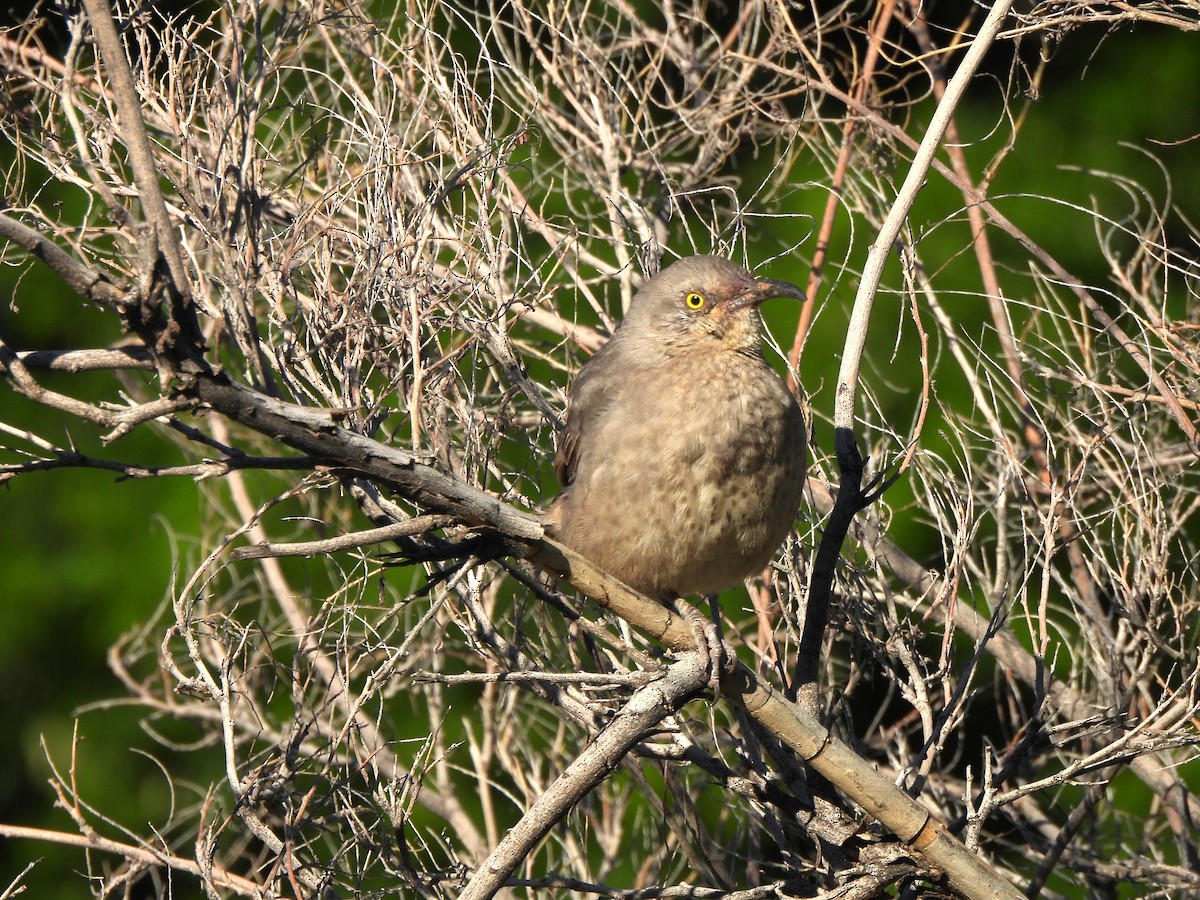 Curve-billed Thrasher - ML644687860