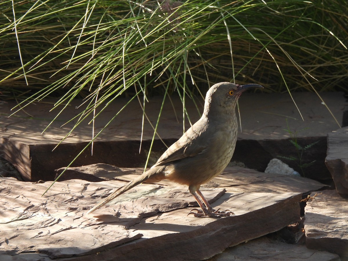Curve-billed Thrasher - ML644687861