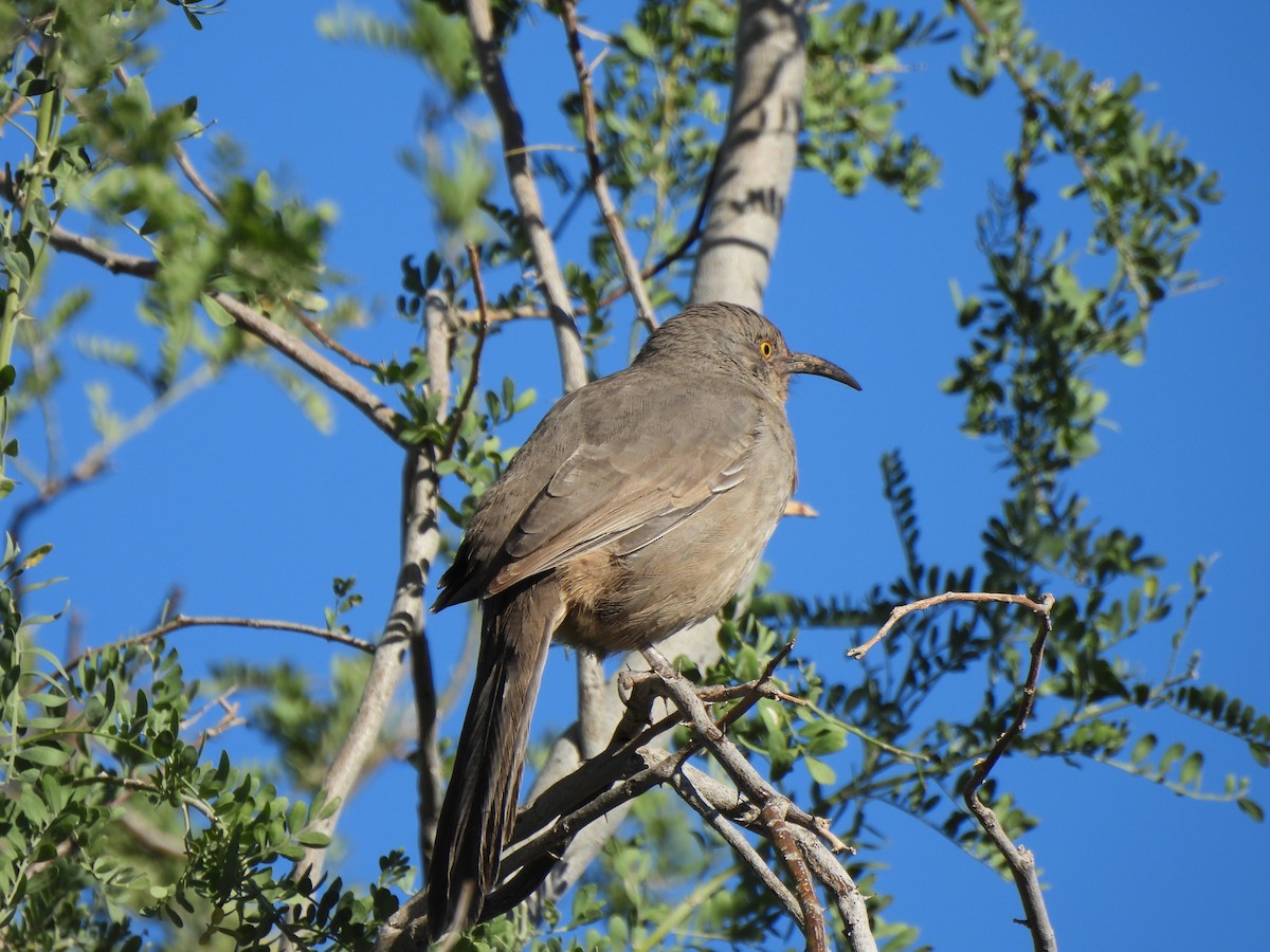 Curve-billed Thrasher - ML644687862
