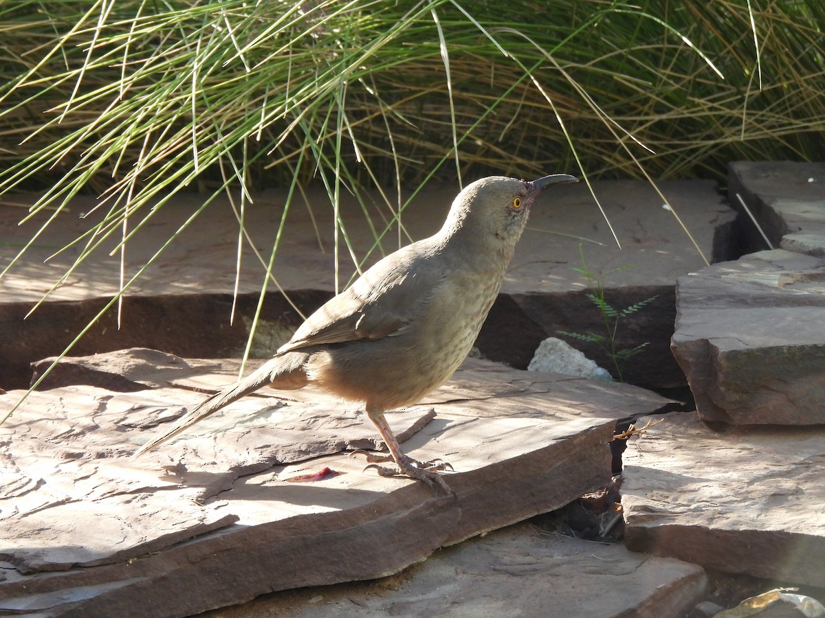 Curve-billed Thrasher - ML644687863