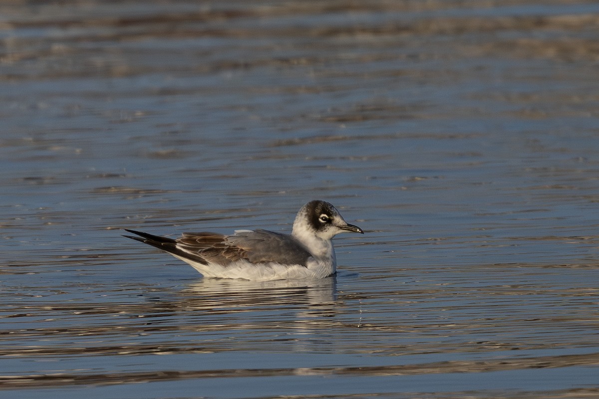 Franklin's Gull - ML644687877