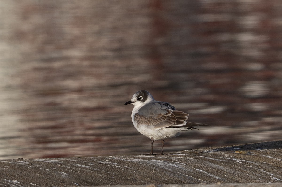 Franklin's Gull - ML644687879