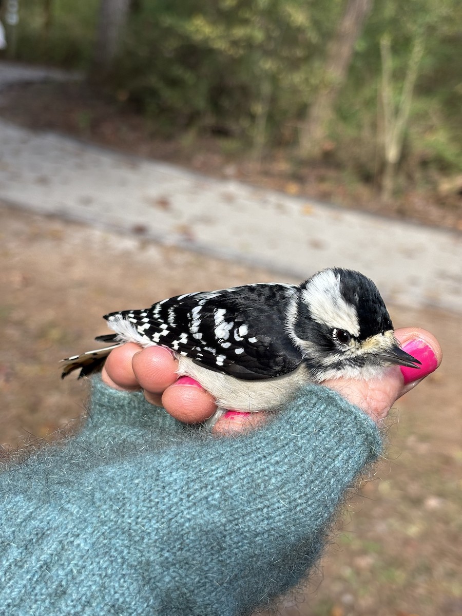 Downy Woodpecker - ML644687885