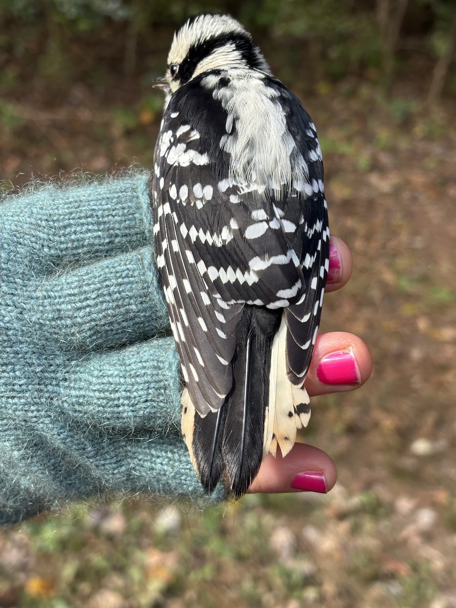 Downy Woodpecker - ML644687886
