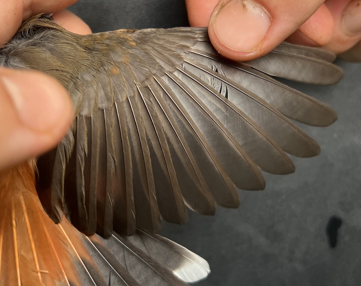 Micronesian Rufous Fantail (Marianas) - ML644687887