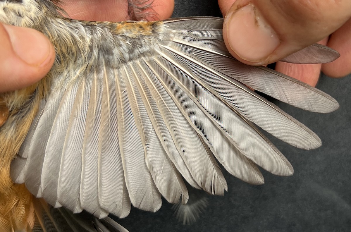 Micronesian Rufous Fantail (Marianas) - ML644687888