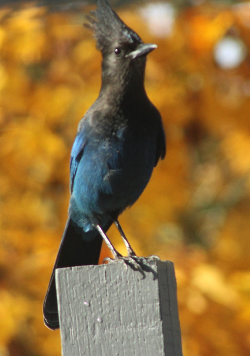 Steller Kargası - ML644687892